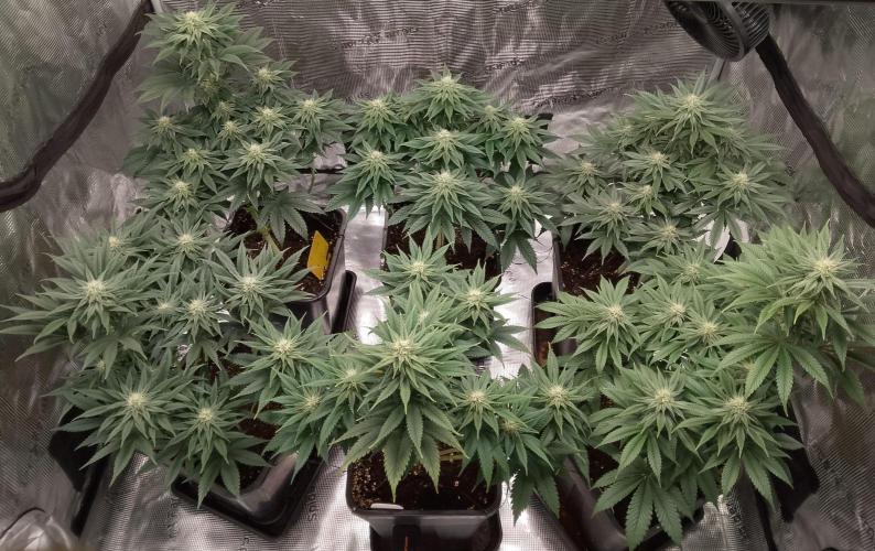 Skunk et Super Skunk Sensi Seeds. Week 8
