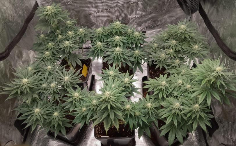 Skunk et Super Skunk Sensi Seeds. Week 8
