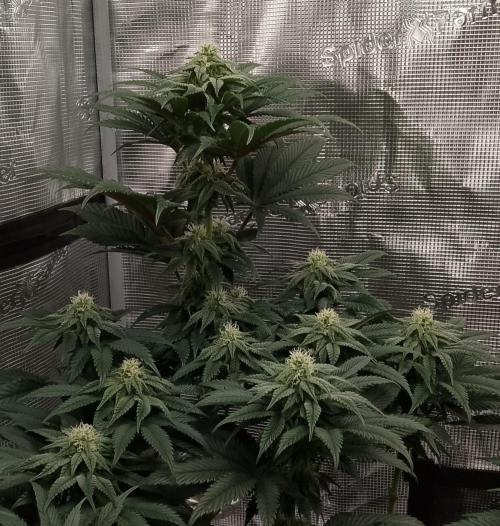 Skunk et Super Skunk Sensi Seeds. Week 8