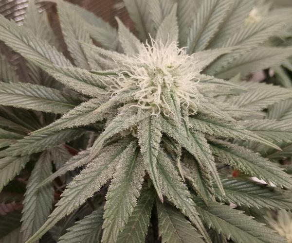 Skunk et Super Skunk Sensi Seeds. Week 8