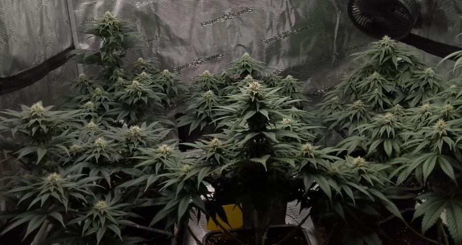 Skunk et Super Skunk Sensi Seeds. Week 8
