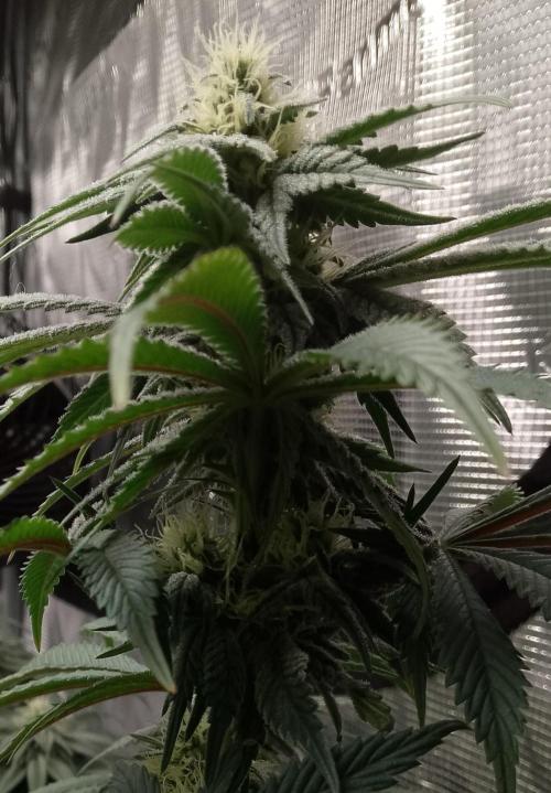 Skunk et Super Skunk Sensi Seeds. Week 8