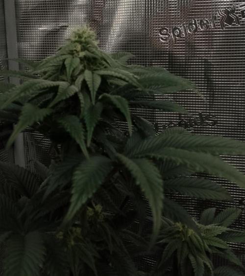 Skunk et Super Skunk Sensi Seeds. Week 8