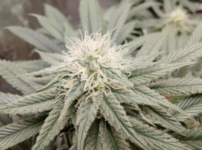 Skunk et Super Skunk Sensi Seeds. Week 8
