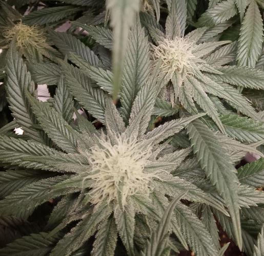 Skunk et Super Skunk Sensi Seeds. Week 8