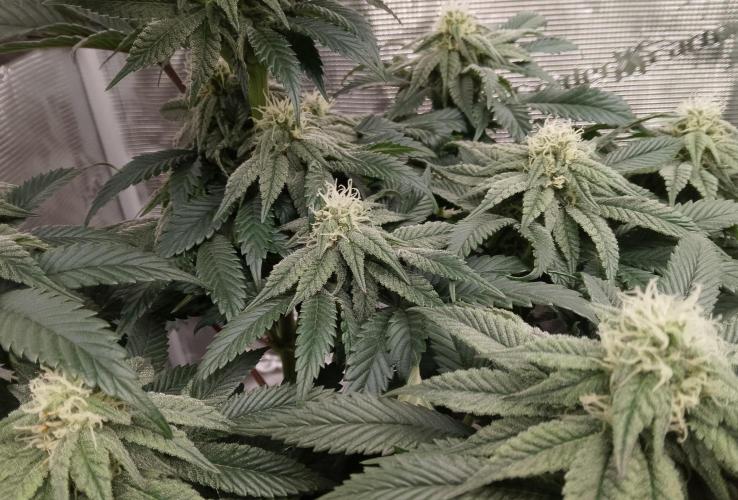 Skunk et Super Skunk Sensi Seeds. Week 8