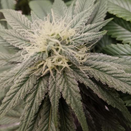 Skunk et Super Skunk Sensi Seeds. Week 8