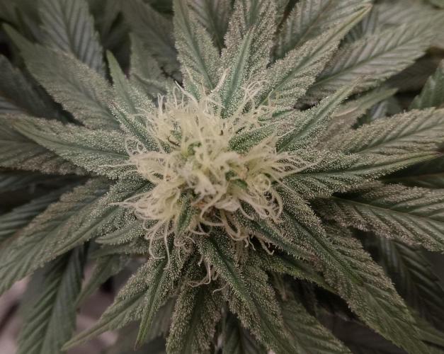 Skunk et Super Skunk Sensi Seeds. Week 8