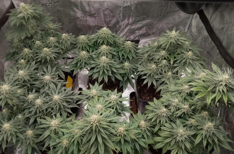 Skunk et Super Skunk Sensi Seeds. Week 9