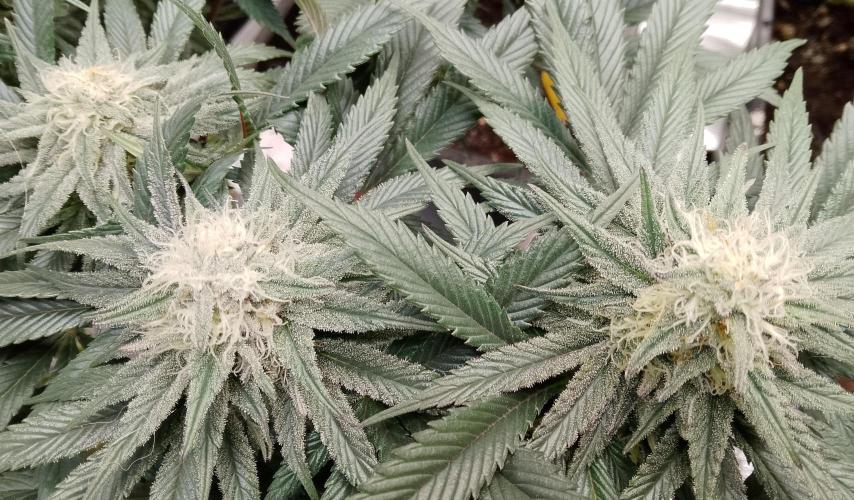 Skunk et Super Skunk Sensi Seeds. Week 9
