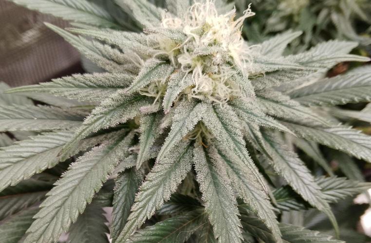 Skunk et Super Skunk Sensi Seeds. Week 9