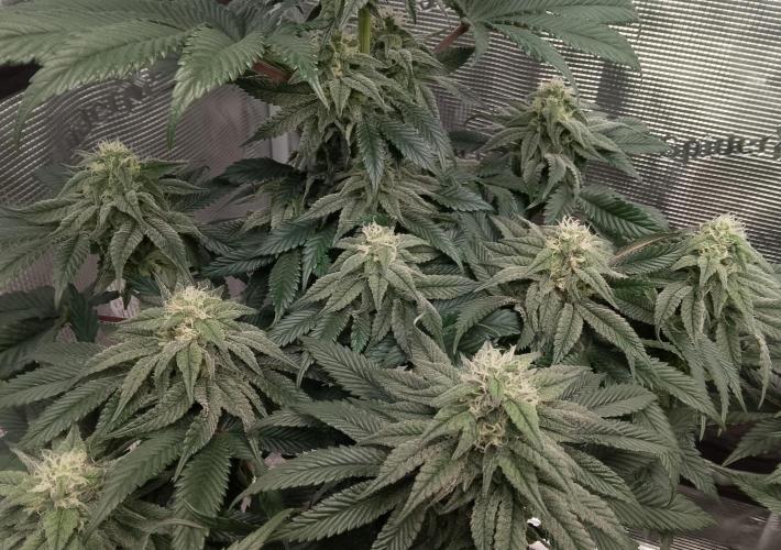 Skunk et Super Skunk Sensi Seeds. Week 9