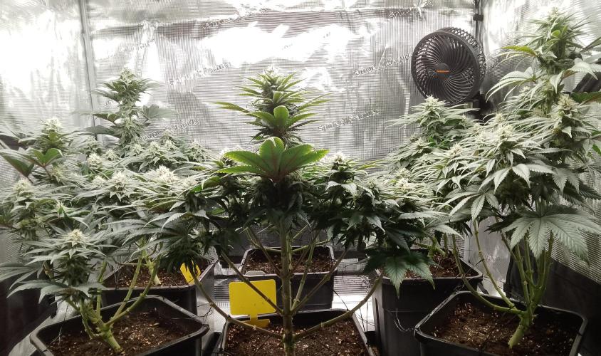 Skunk et Super Skunk Sensi Seeds. Week 9