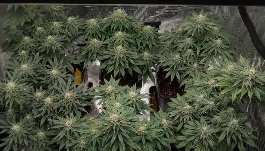 Skunk et Super Skunk Sensi Seeds. Week 9