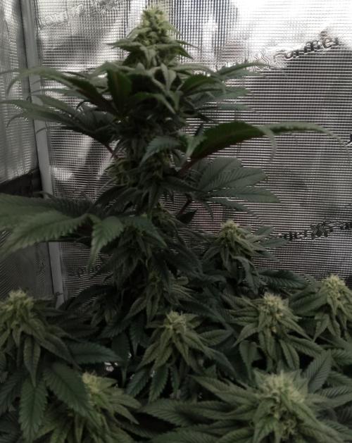 Skunk et Super Skunk Sensi Seeds. Week 9