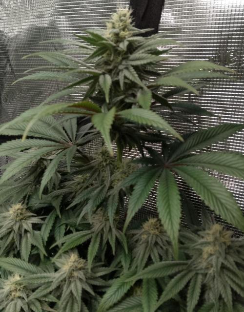 Skunk et Super Skunk Sensi Seeds. Week 9