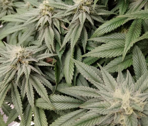 Skunk et Super Skunk Sensi Seeds. Week 9