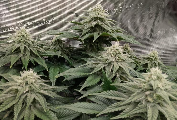 Skunk et Super Skunk Sensi Seeds. Week 9