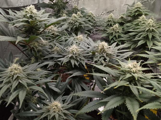 Skunk et Super Skunk Sensi Seeds. Week 9