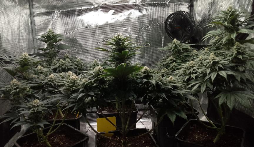 Skunk et Super Skunk Sensi Seeds. Week 9