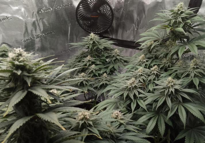 Skunk et Super Skunk Sensi Seeds. Week 9