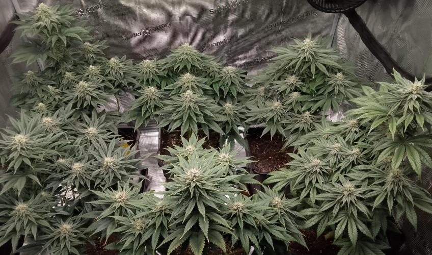 Skunk et Super Skunk Sensi Seeds. Week 9