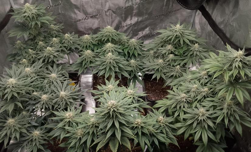 Skunk et Super Skunk Sensi Seeds. Week 9