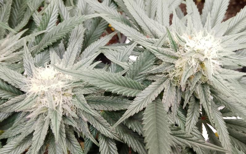 Skunk et Super Skunk Sensi Seeds. Week 9