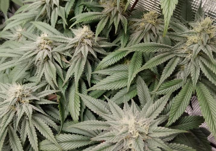 Skunk et Super Skunk Sensi Seeds. Week 9