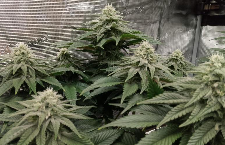 Skunk et Super Skunk Sensi Seeds. Week 9