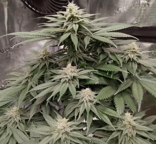 Skunk et Super Skunk Sensi Seeds. Week 9