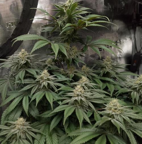 Skunk et Super Skunk Sensi Seeds. Week 9