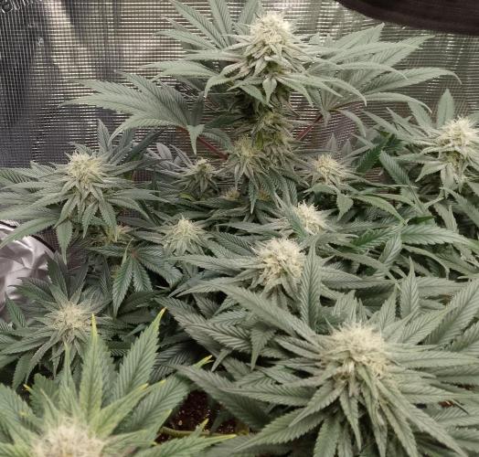 Skunk et Super Skunk Sensi Seeds. Week 9