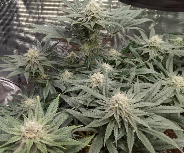 Skunk et Super Skunk Sensi Seeds. Week 9