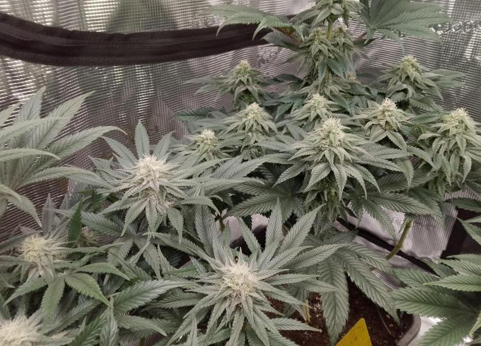 Skunk et Super Skunk Sensi Seeds. Week 9