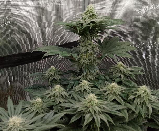 Skunk et Super Skunk Sensi Seeds. Week 9