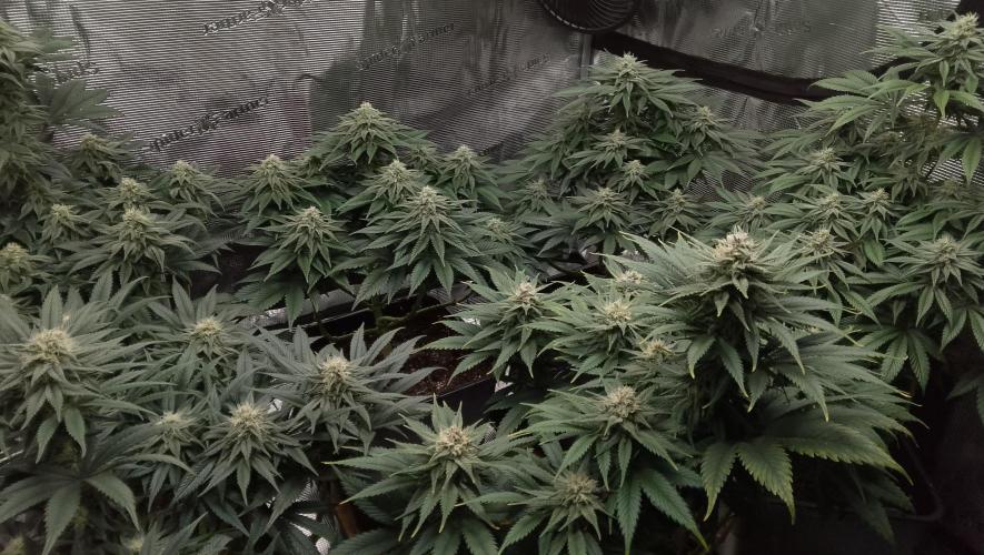 Skunk et Super Skunk Sensi Seeds. Week 9