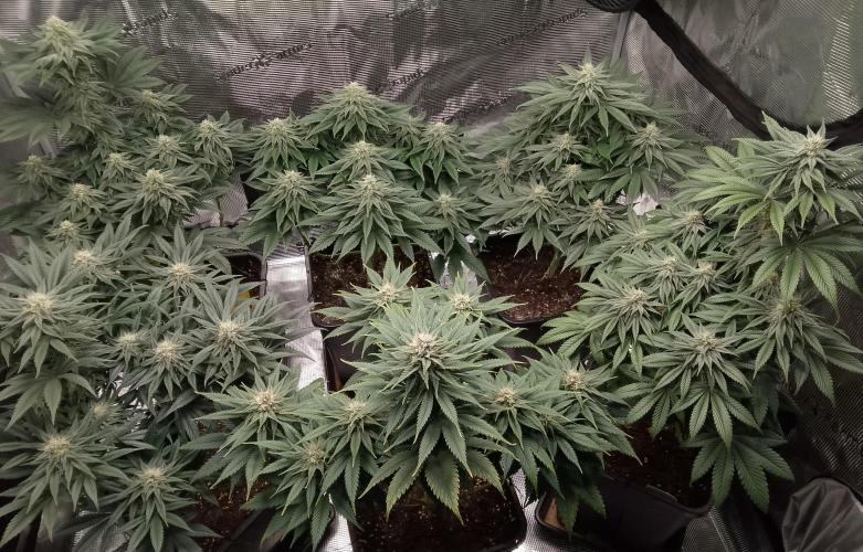 Skunk et Super Skunk Sensi Seeds. Week 9