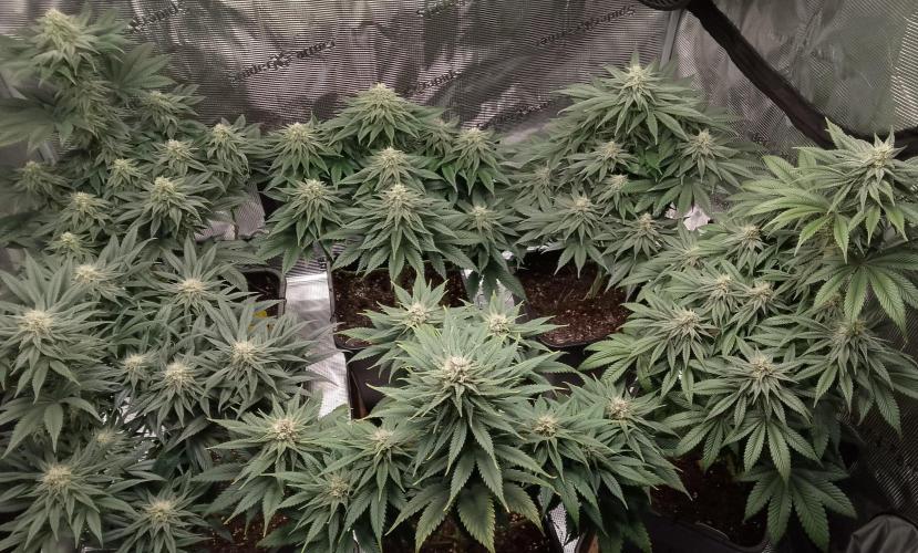 Skunk et Super Skunk Sensi Seeds. Week 9
