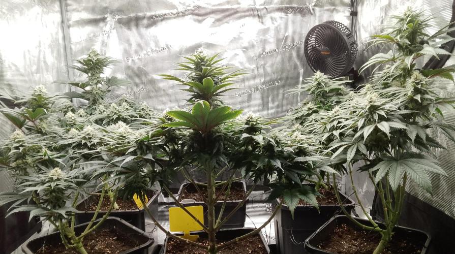 Skunk et Super Skunk Sensi Seeds. Week 9