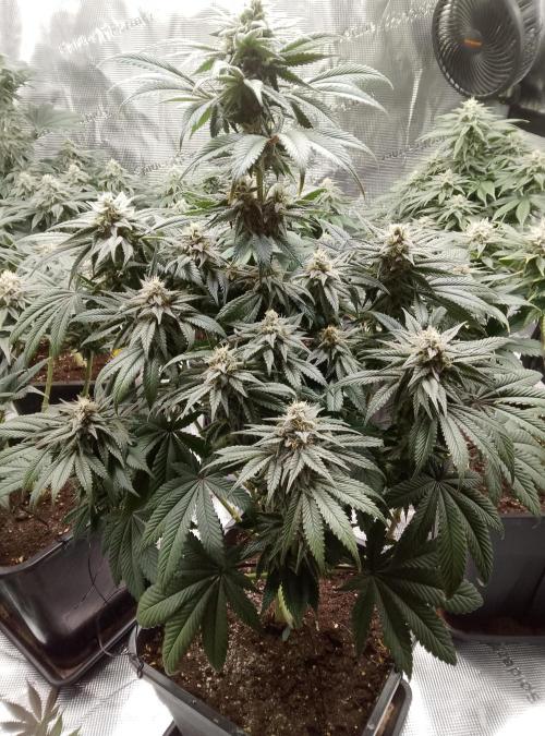 Skunk et Super Skunk Sensi Seeds. Week 9