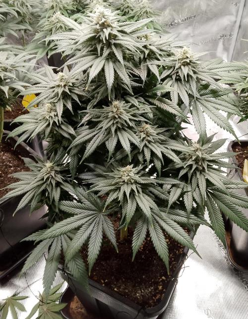 Skunk et Super Skunk Sensi Seeds. Week 9