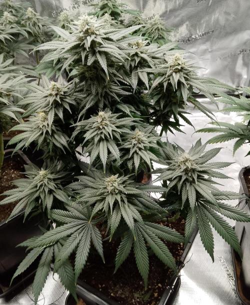 Skunk et Super Skunk Sensi Seeds. Week 9