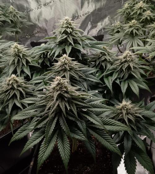 Skunk et Super Skunk Sensi Seeds. Week 9