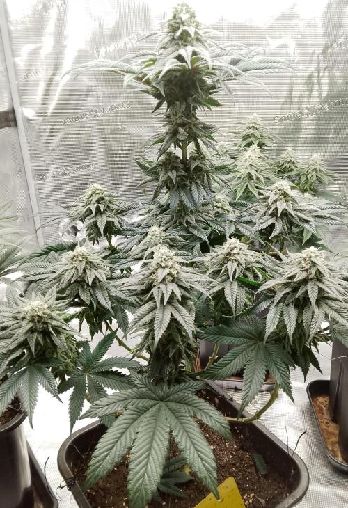 Skunk et Super Skunk Sensi Seeds. Week 9