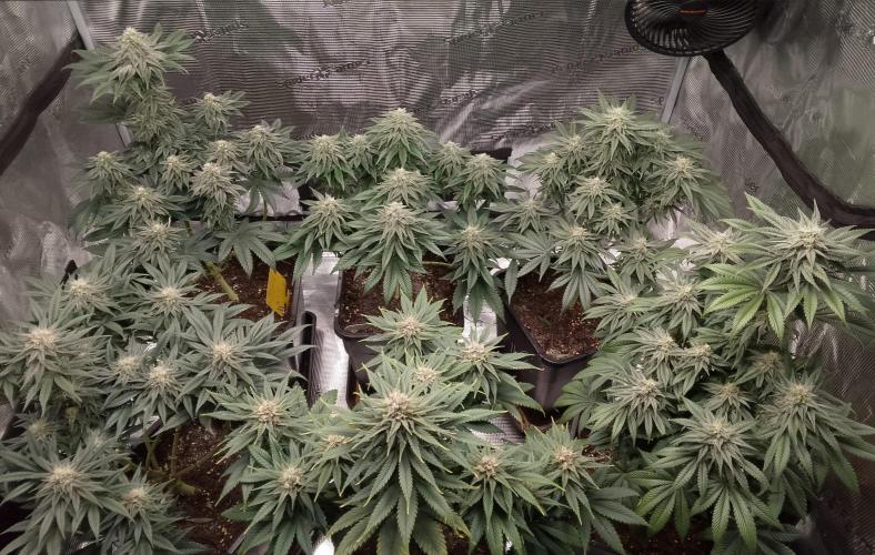 Skunk et Super Skunk Sensi Seeds. Week 9