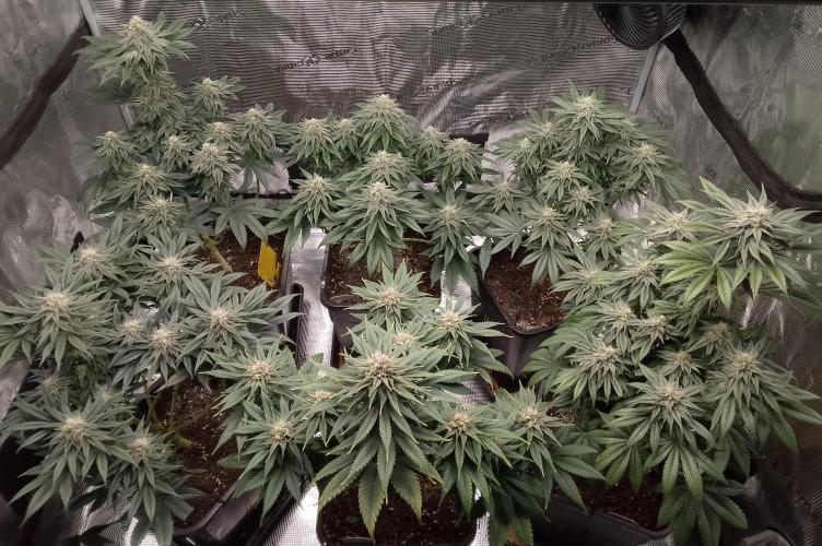 Skunk et Super Skunk Sensi Seeds. Week 9