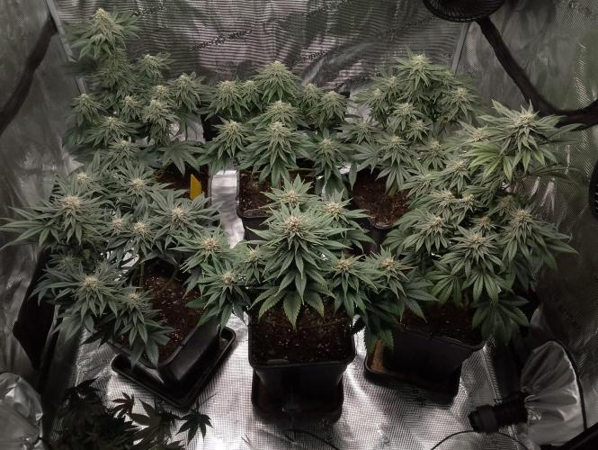 Skunk et Super Skunk Sensi Seeds. Week 9