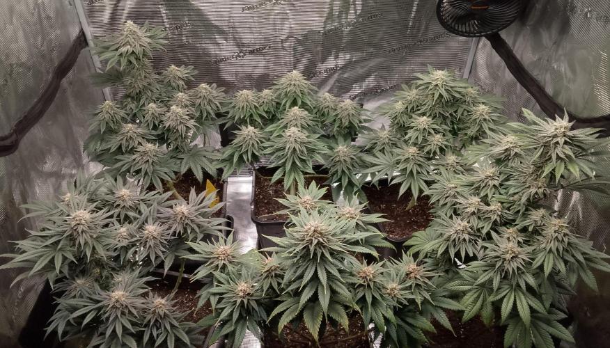 Skunk et Super Skunk Sensi Seeds. Week 10