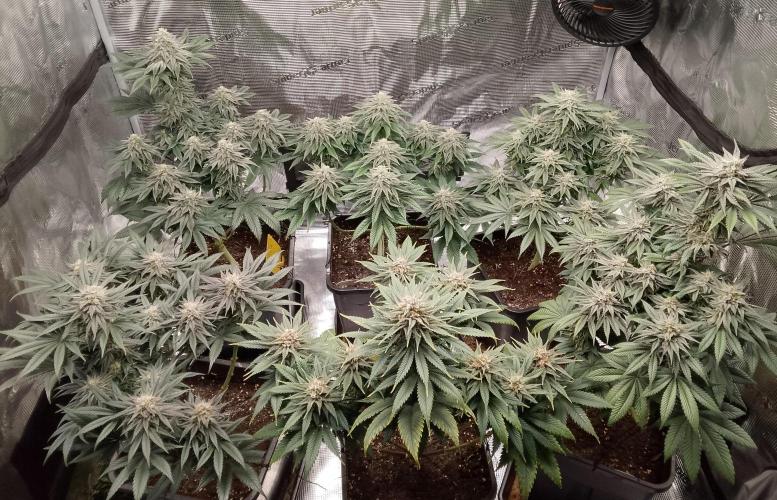 Skunk et Super Skunk Sensi Seeds. Week 10